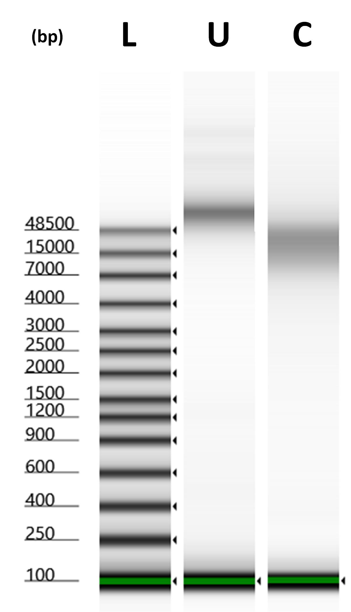 MRC-5_APP_NOTE_FIGURE_1.jpg