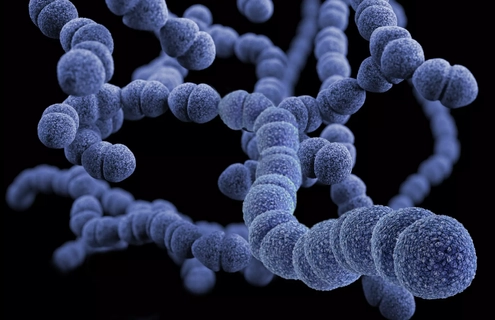 Several floating strings of purple drug-resistant Streptococcus pneumoniae spheres.