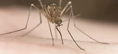 Closeup of a mosquito using its mouthpart to bite what looks like skin.