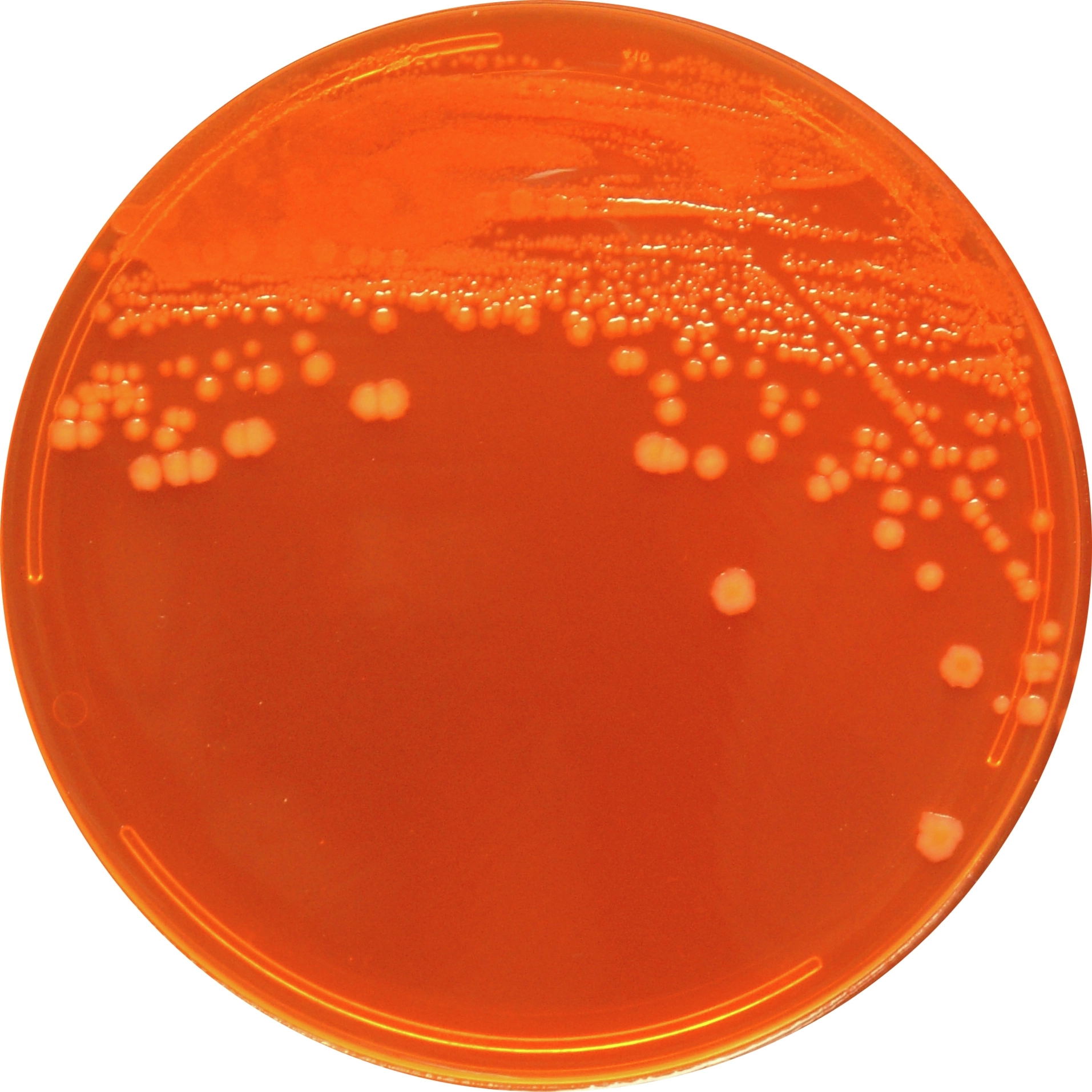 Petri_Dish.jpg