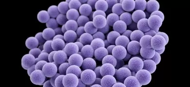 3D computer-generated image of a cluster of purple, spherical vancomycin-resistant Staphylococcus aureus (VRSA) bacteria, based on scanning electron microscope imagery.