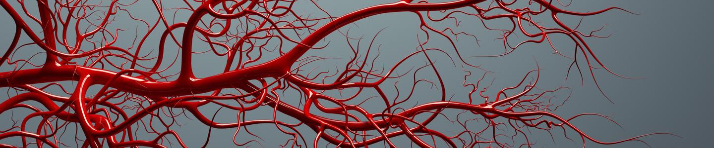 vascular-system veins full of blood iStock_000025923936_Full.jpg