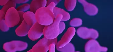 Small, bright pink flat, paddle-shaped, drug-resistant, Mycoplasma genitalium bacteria, medical illustration.