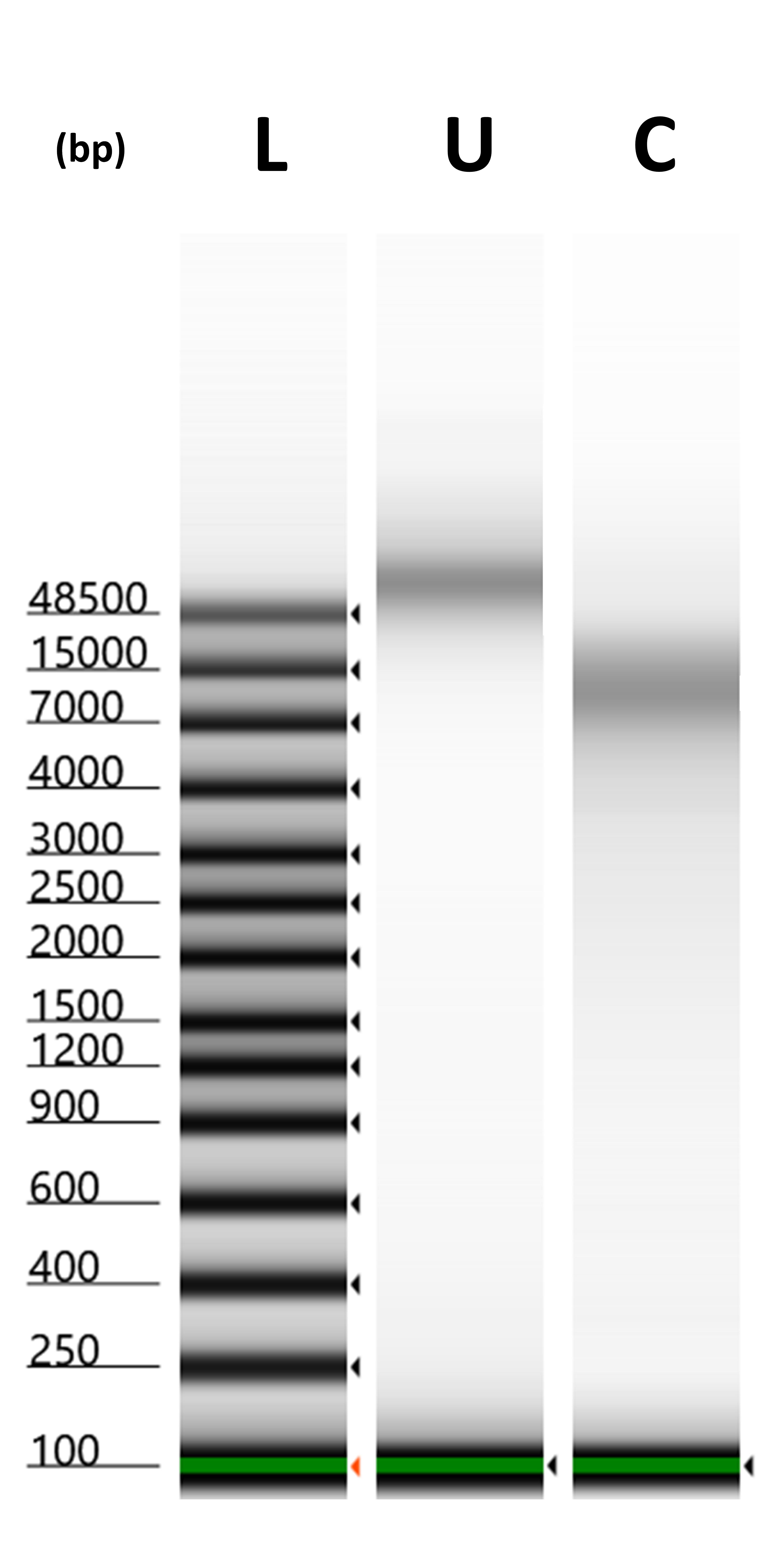 MDCK_APP_NOTE_FIGURE_1_GEL.jpg