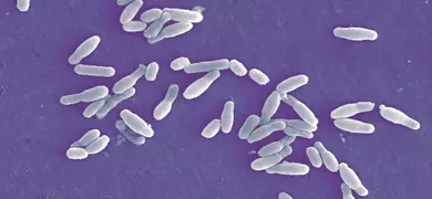 Microscopic image showing numerous white, rod-shaped Clostridium difficile bacteria scattered across a blue background.