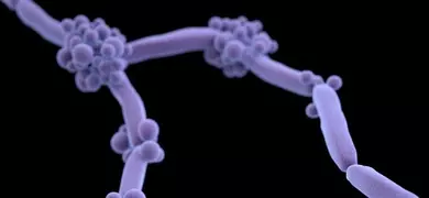 Purple stem with grape-like clusters of small Candida fungus spheres.