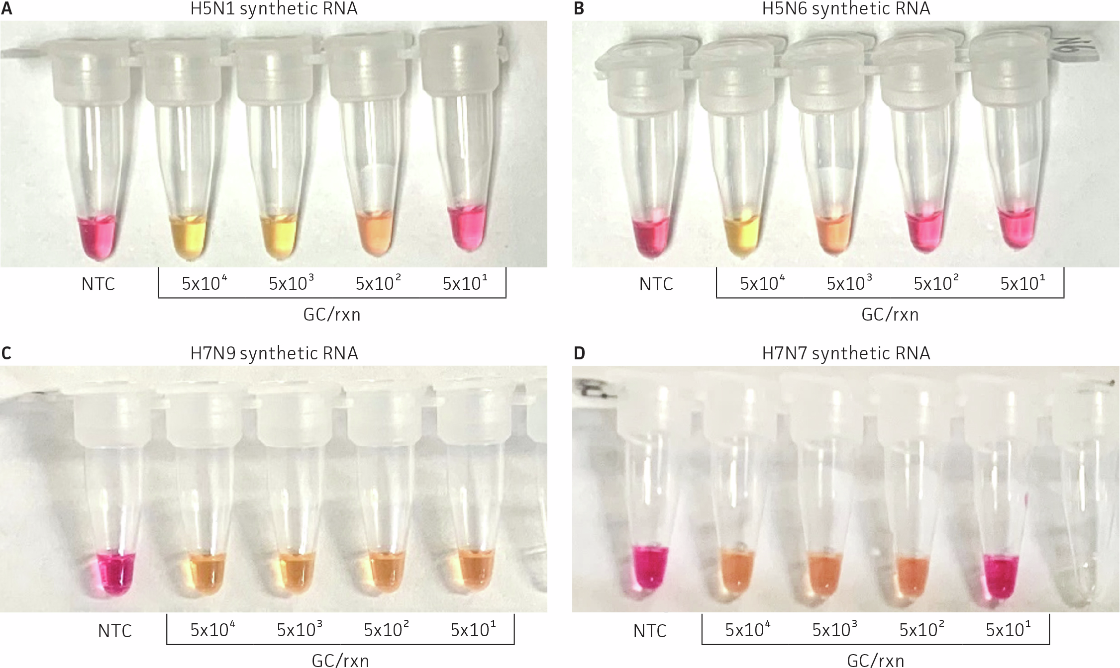 Four panels labeled A–D showing colorimetric RT‑LAMP assay results in microcentrifuge tubes for avian influenza RNA detection. Panels A and B show results for synthetic H5N1 RNA (ATCC® VR‑3436SD™) and synthetic H5N6 RNA (ATCC® VR‑3439SD™) using an H5 assay. Panels C and D show results for synthetic H7N9 RNA (ATCC® VR‑3437SD™) and synthetic H7N7 RNA (ATCC® VR‑3438SD™) using an H7 assay. Each panel displays tubes from left to right containing a no‑template control and decreasing RNA concentrations (5 × 10⁴ to 5 × 10¹ GC per reaction). Positive reactions show a color change from pink to yellow.