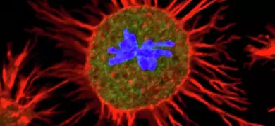 A microscopic image of a cell stained with fluorescent dyes. The cell has a round shape with red extensions radiating outward, green cytoplasm, and blue structures in the center.