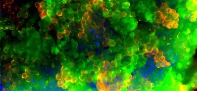 Fluorescent microscopy image showing clusters of round mouse embryonic stem cells in shades of lime green, orange, and blue with a soft, blurred appearance.