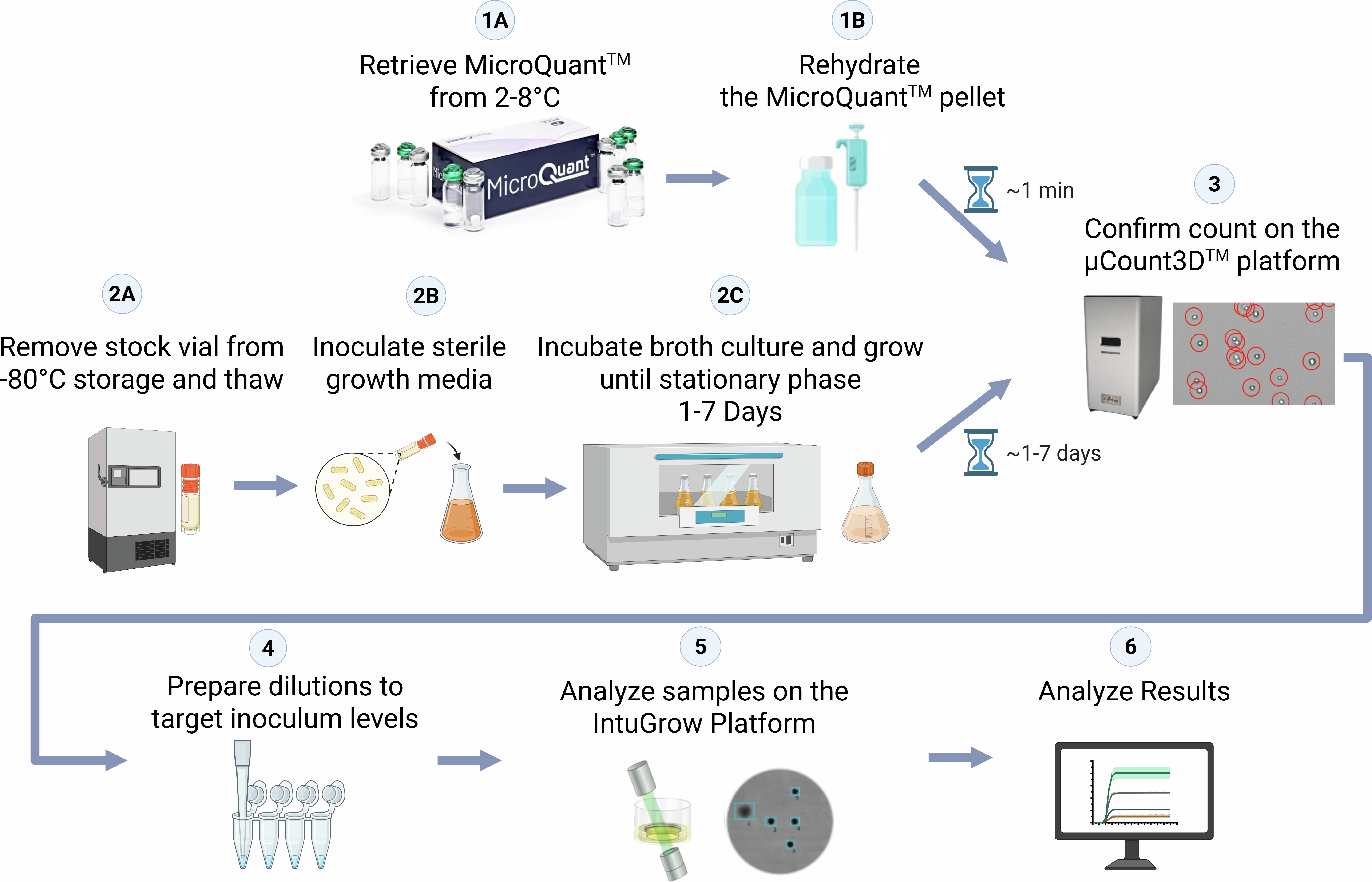 Workflow diagram comparing MicroQuant™ and conventional culture methods for microbial inoculum preparation. The MicroQuant™ workflow includes vial retrieval, pellet rehydration, and microbial count confirmation using the μCount3D™ platform. The conventional workflow includes thawing stock cultures, inoculation, incubation, and culture preparation. Both approaches proceed through microbial counting, serial dilution, IntuGrow analysis, and result evaluation.