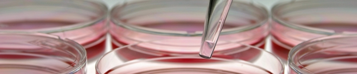 Close-up of pipette above culture plates containing red media.