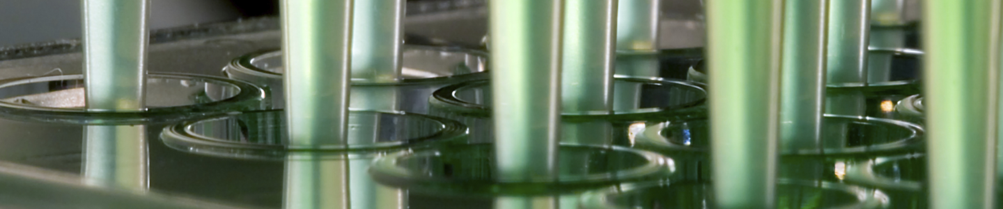 Close-up of rows of pipettes, filled with clear green media, with tips in cell culture well plate.