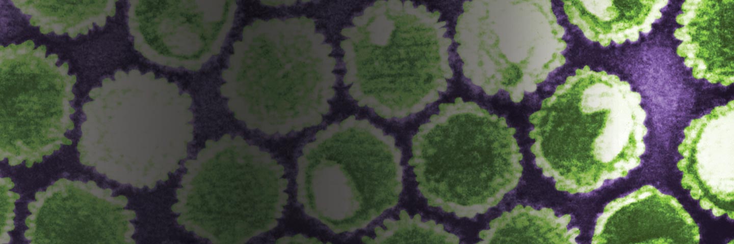 Green, spheres of herpes virus.