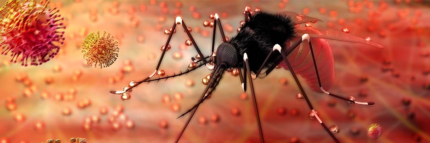 Mosquito transmitting Zika virus