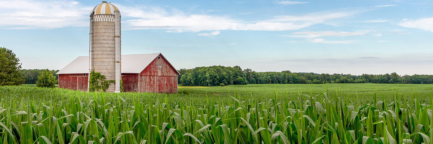 A faded-red barn and silo surrounded by a green field, bushes and a corn field under a blue, cloudy sky.