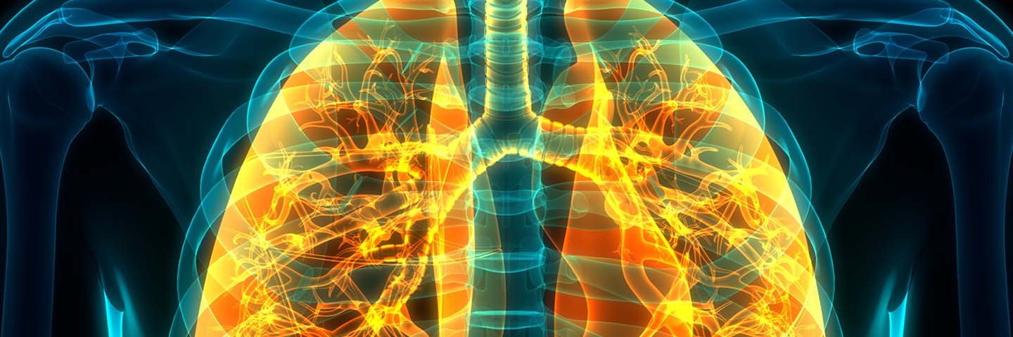 3D Illustration Concept of Human Respiratory System Lungs Anatomy