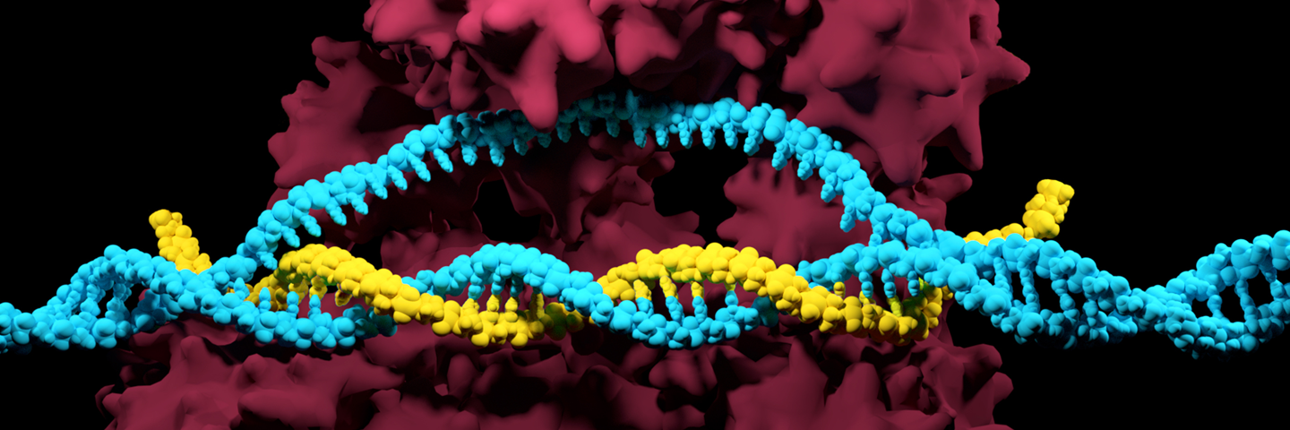 Yellow and light blue DNA double helix representing 3D render of the CRISPR-Cas9 genome editing system.