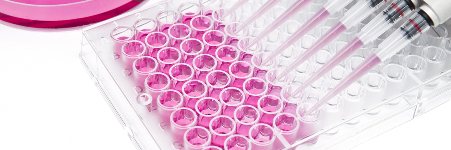 Multi channel pipettes, filling cell culture well plate with clear pink media.