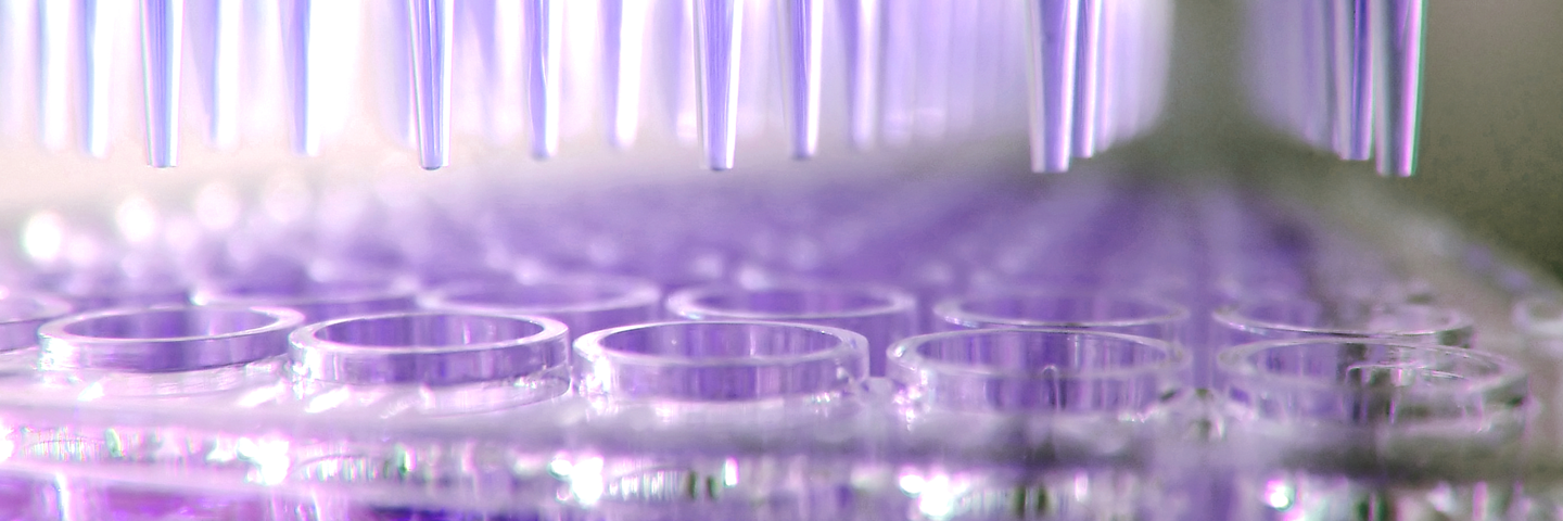 Close-up of multi channel pipettes containing clear purple media, above vials of well plate containing clear purple media.