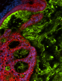 Green, red and blue ECAD IPS cells.