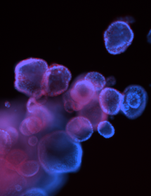 Blue and purple ecad488 organoid cells.