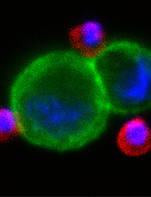 Green red and blue H1650 lung cancer cells.