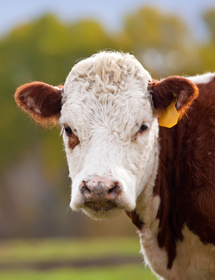Closeup of a white and brown-faced cow staring at the camera outside.