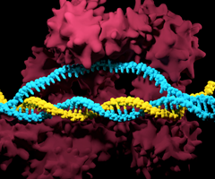 Yellow and light blue DNA double helix.