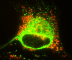 fluorescent yellow-green and orange schwann cells.