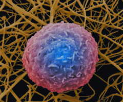 Human, white blood cell.