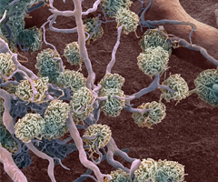 hTERT kidney renal proximal tubular epithelial cells.