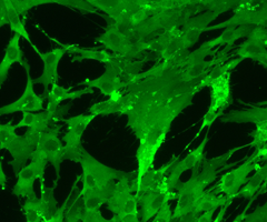 Green mesenchymal IPS stem cells.