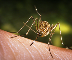 Closeup of Culex tarsalis mosquito biting skin.