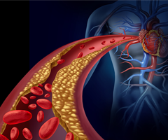 Illustration of a colorful artery containing red blood cells leading to a human heart with blue and red blood vessels in a body.