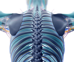 Computer depiction of a blue and green human skeleton, showing the spine and muscles.