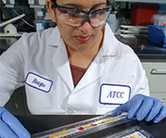 Female ATCC scientist wearing lab coat, protective glasses, and gloves handling an API strip at lab work station.