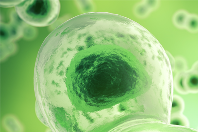 Green cell nucleus.