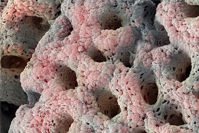 Pink and gray stomach gastric pit cells.