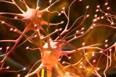 Orange and yellow neurons.