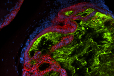 Green, red and blue ECAD IPS cells.