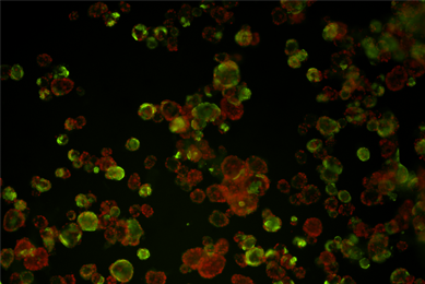 Green and red 488 ck20 647 organoid cells.