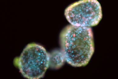 Blue and red irridescent organoid cells.