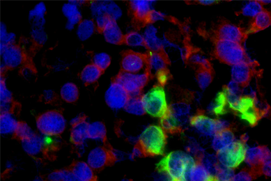 Genetic Mutants | ATCC