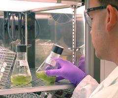 Side view of ATCC scientist wearing gloves and holding Erlenmeyer flask, looking into lighted incubator full of test tubes and vials.