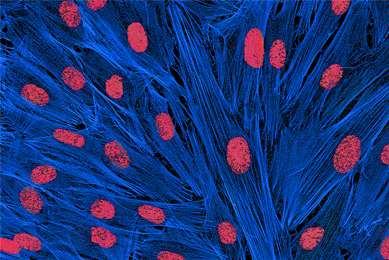 Red and blue mouse embryo fibrobalsts.