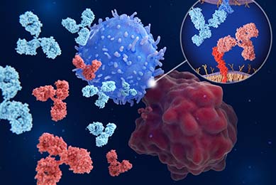 Immune checkpoint inhibitors: Interaction between PD-1 (blue) on a T-cell and PD-L1 (red) on a cancer cell blocked by therapeutic antibodies