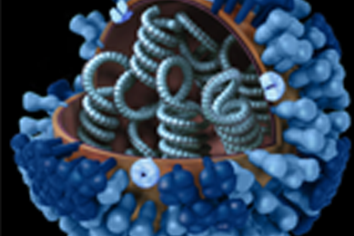 Inside of an influenza virus with blue coils and an blue rods on outside of the virus. Illustration.