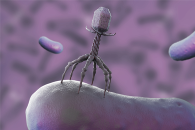 Gray six-legged bacteriophage flanked by two purple, floating rods.