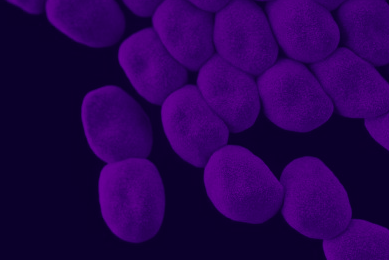 Cluster of small, dark purple acinetobacter.