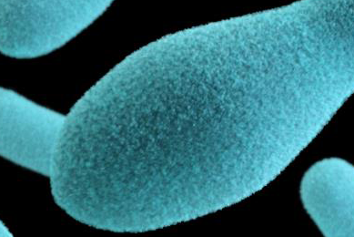 Bowling pin-shaped blue clostridium bacteria.
